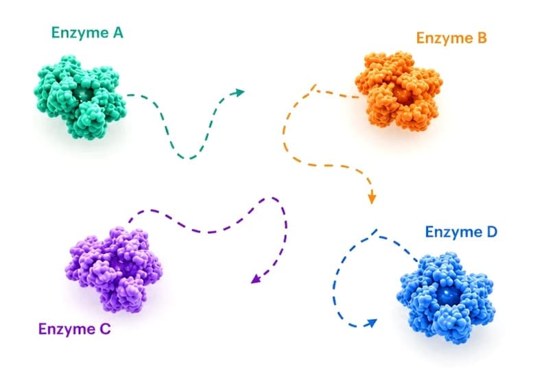 Four different enzymes, A to D, drifting apart in solution