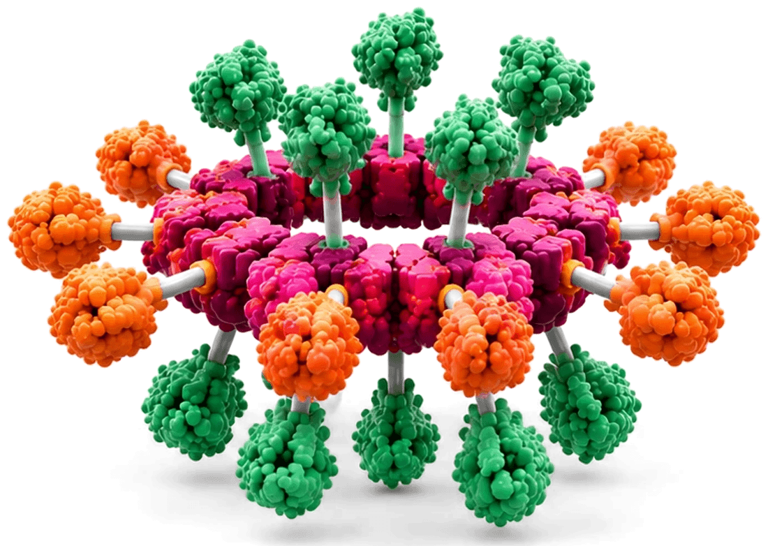 Decameric scaffold ring loaded with cargo proteins