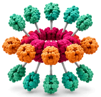 Ring with both termini loaded: twenty cargo proteins