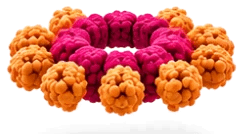 Ring loaded at the C-terminus only: ten cargo proteins around the ring