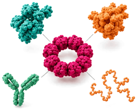 One ring, several cargo types: enzyme, antibody fragment, peptide