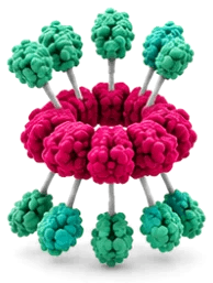 Ring loaded at the N-terminus only: five cargo proteins on top and five below