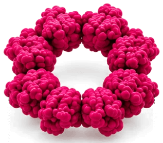 Top view of the PRX ring, ten subunits