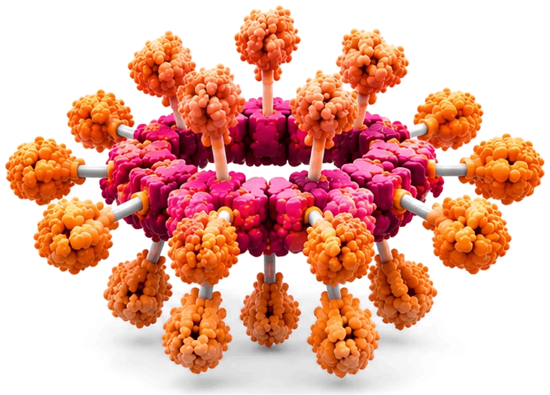 Decameric ring displaying twenty identical antigen copies